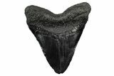 Fossil Megalodon Tooth - South Carolina #340189-1